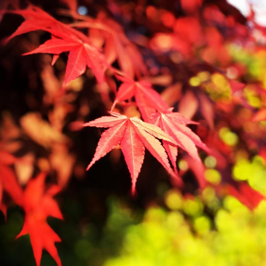 京都Ohara Sensui Surrounded By Beautiful Nature别墅 外观 照片